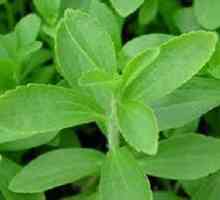 Култивирането на Stevia и неговите полезни свойства