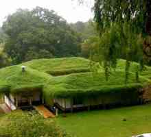 Зелен покрив