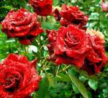 Зимни резистентни сортове рози