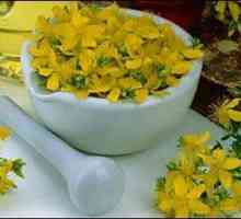 Жълт кантарион - лекарствено растение