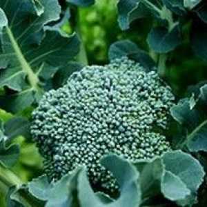 Размножаване и поддържане на броколи