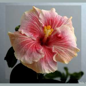 Хибискус цвете