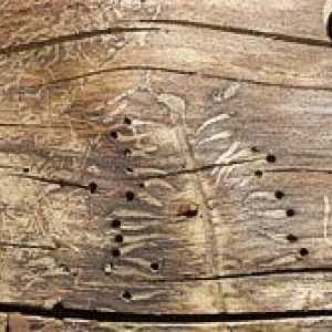Дървесина без микроорганизми или защита от дървесина от вредители