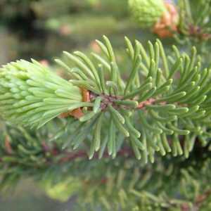 Смит (Picea abies) - Засаждане, култивиране и грижи за бели дървета