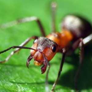 Интересно от света на насекомите, колко крака има мравка и колко тежи?