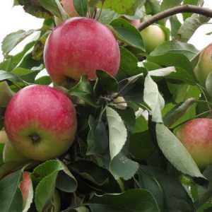 Описание на ябълковото дърво и снимка
