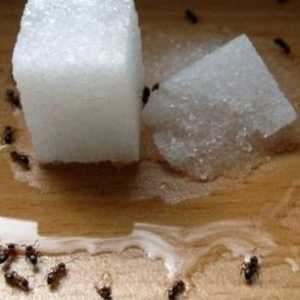 Как мога да се отърва от малки мравки в кухнята?