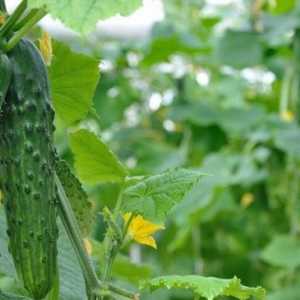 Как да се засадят краставици в кофа и какво за това е необходимо да се подготви