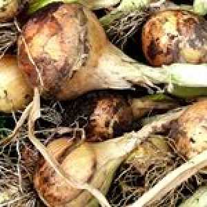 Как да събирате и съхранявате реколта лук през зимата