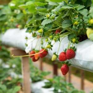 Как се торене ягоди по време на цъфтеж и плод?