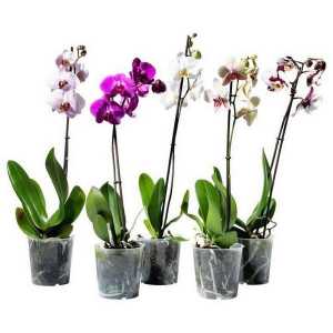 Как да се грижи за орхидея