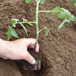 Как да засадим домати в затворена земя