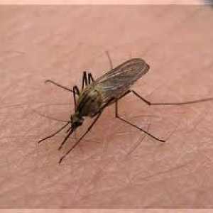 Как да се предпазите от комари в страната, в гората и в градския парк