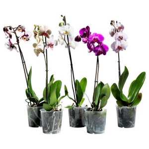 Какво гърне е необходимо за орхидеите