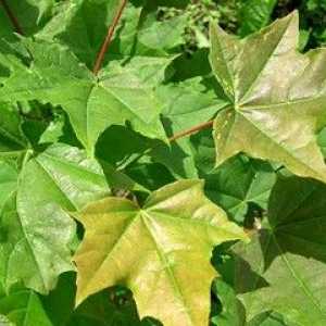 Характеристики на кленовите листа, засаждане и грижи