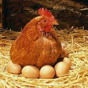 Култивиране и грижи за пилетата