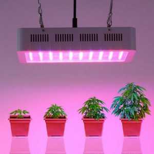 Лампи за растенията как да изберем