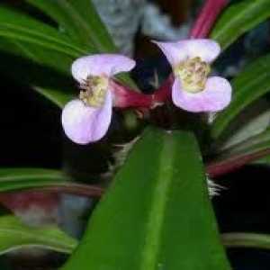 Понижаване на белтъчната култура на Euphorbia