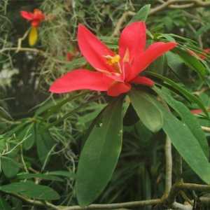 Видовете и сортовете Euphorbia