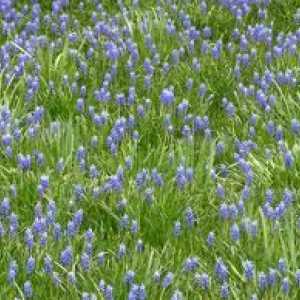 Описание на мишката Hyacinth, видове