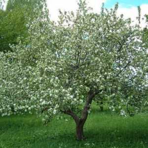 Подрязване на млади ябълкови дървета