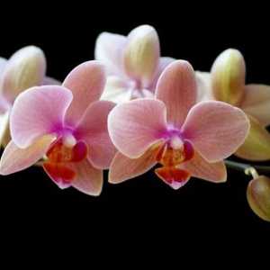 Орхидея как да се грижи правилно за нея у дома? 88 снимки от дизайна!