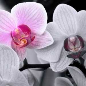 Орхидея отглеждане и грижи