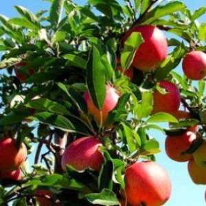 Правила за засаждане на ябълкови дървета
