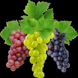 Ваксинация на грозде