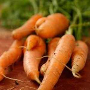 Процесът на отглеждане на моркови