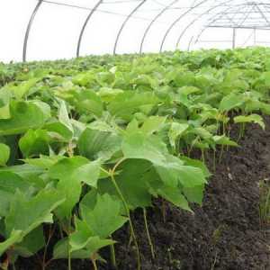 Регулатори на растежа на растенията