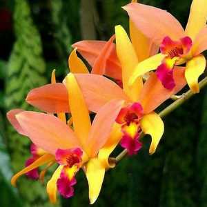 Орхидеи на родината, които се грижат и отглеждат