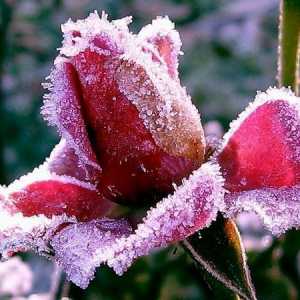 Roses подслон за зимата и резитба