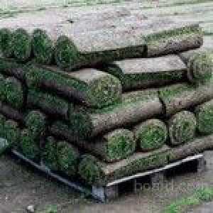 Turf Roll трева
