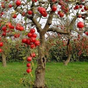 Схема за подрязване на стари ябълкови дървета през есента