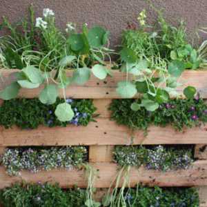 Начини на озеленяване в градината