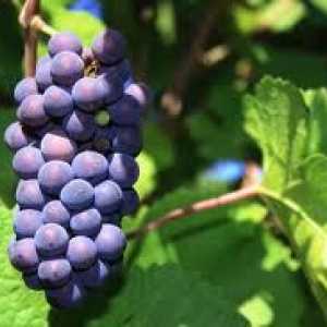 Грозде отглеждане на грозде в средната ивица на Русия