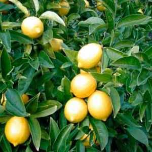 Отглеждане на лимон у дома или в крайградската зона