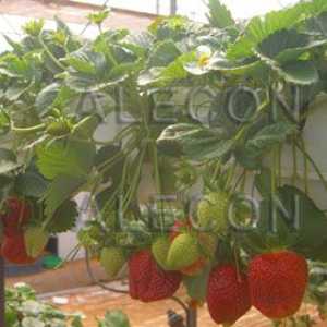 Отглеждане на ягоди в оранжерии