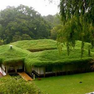 Зелен покрив
