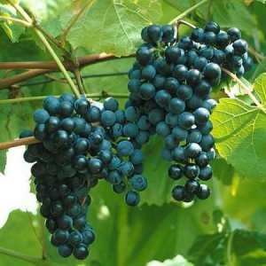 Зимни резистентни сортове грозде и грижи